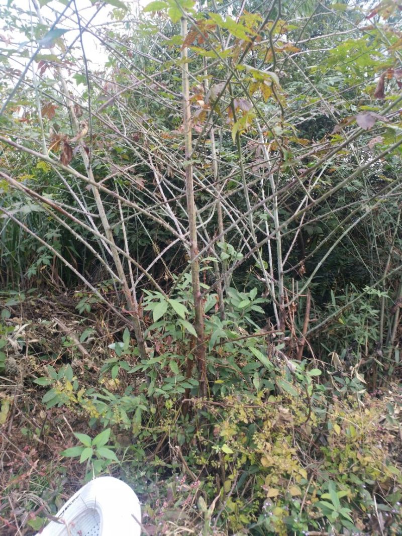 覆盆子苗