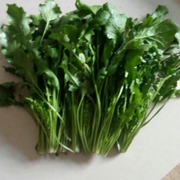 荠菜10cm以上