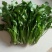 荠菜10cm以上