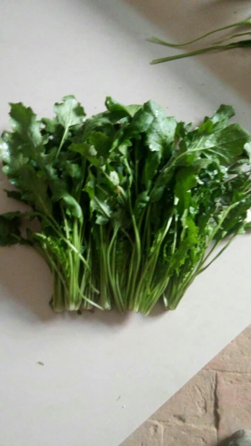 荠菜10cm以上