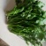 荠菜10cm以上