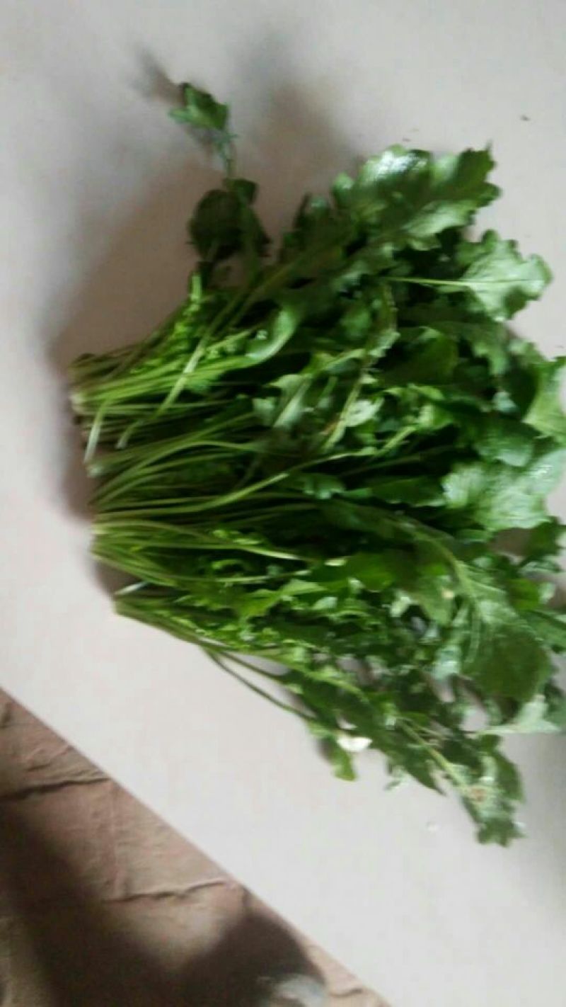 荠菜10cm以上