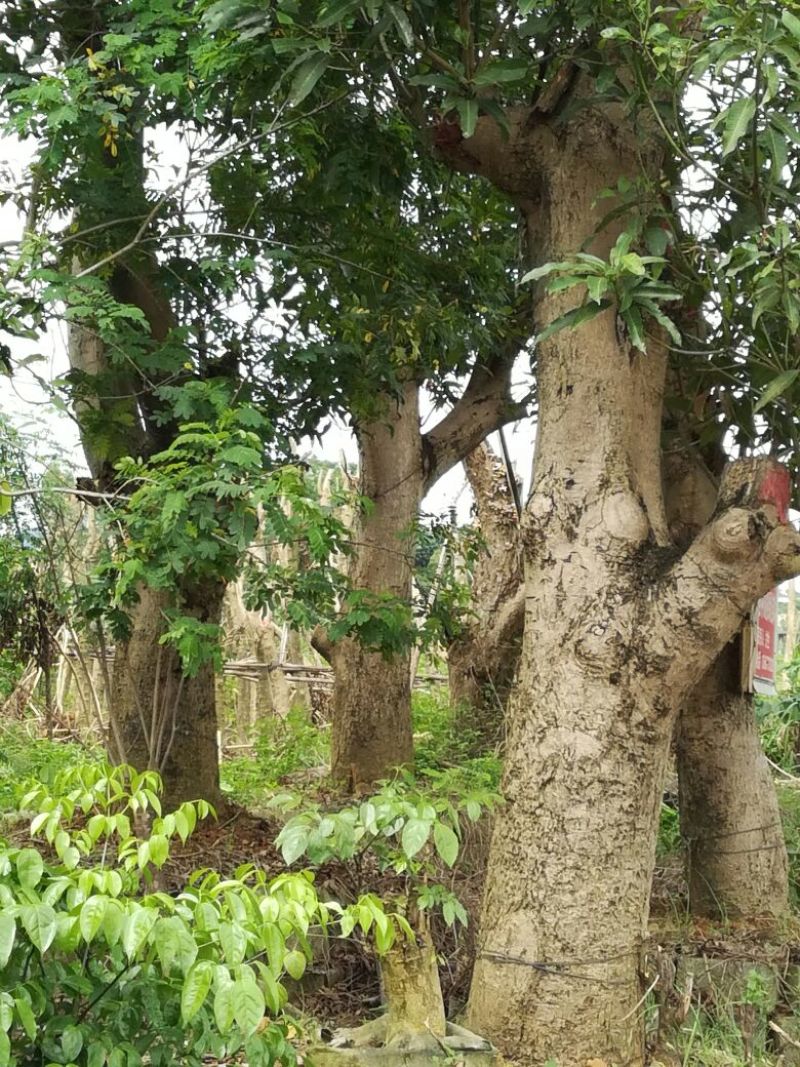 芒果树