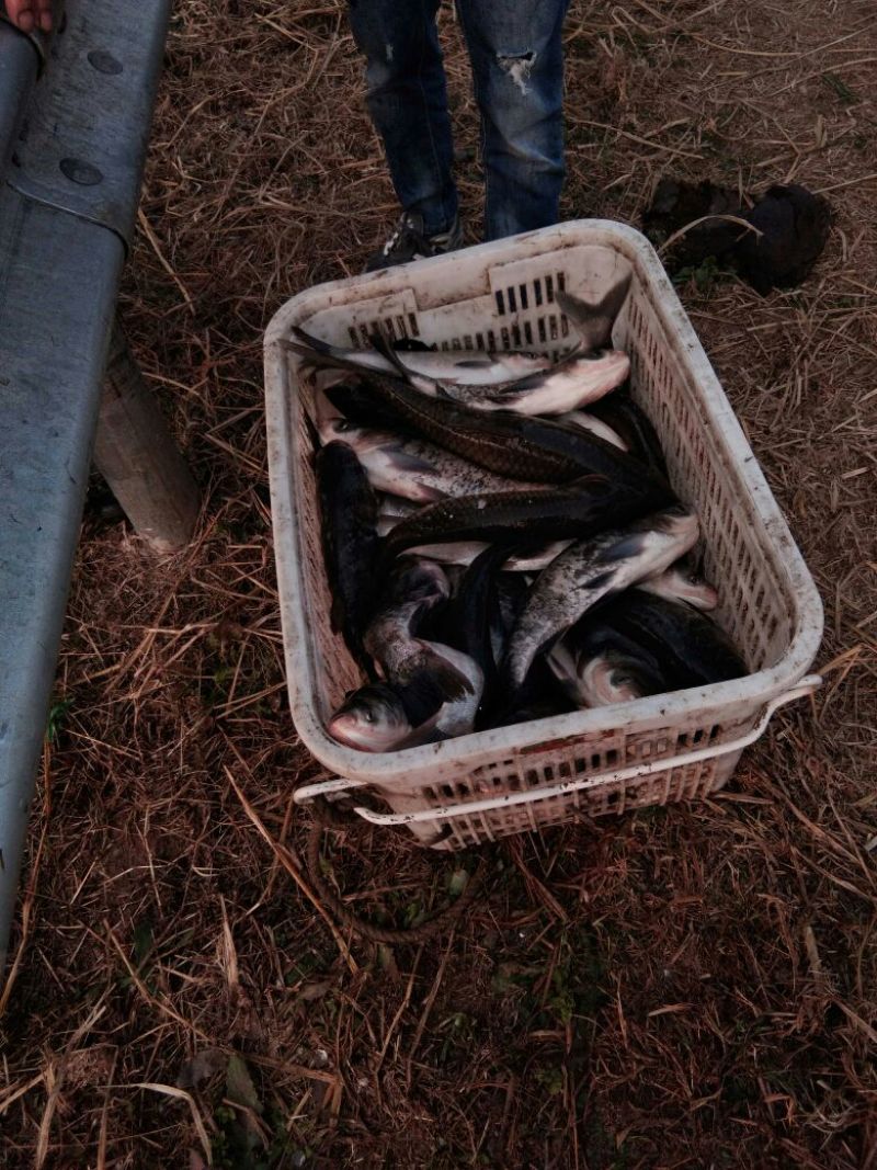 鲫鱼食用