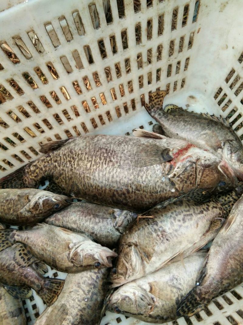 鲫鱼食用