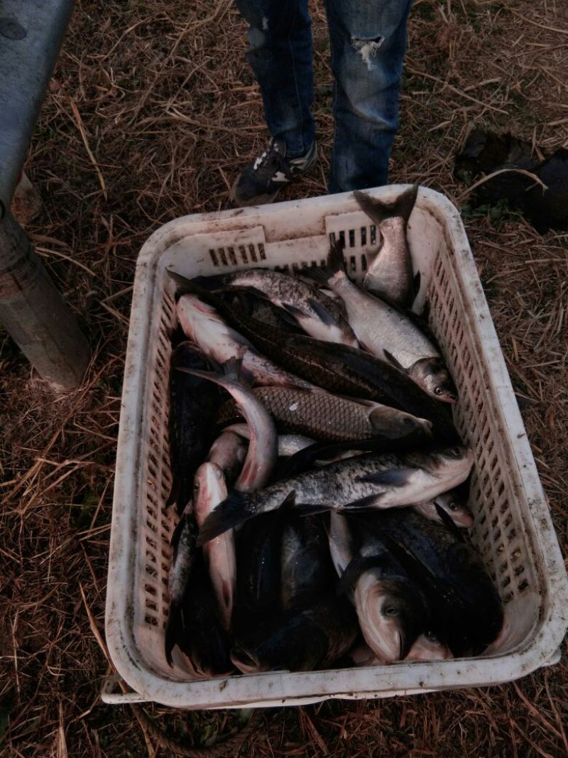 鲫鱼食用
