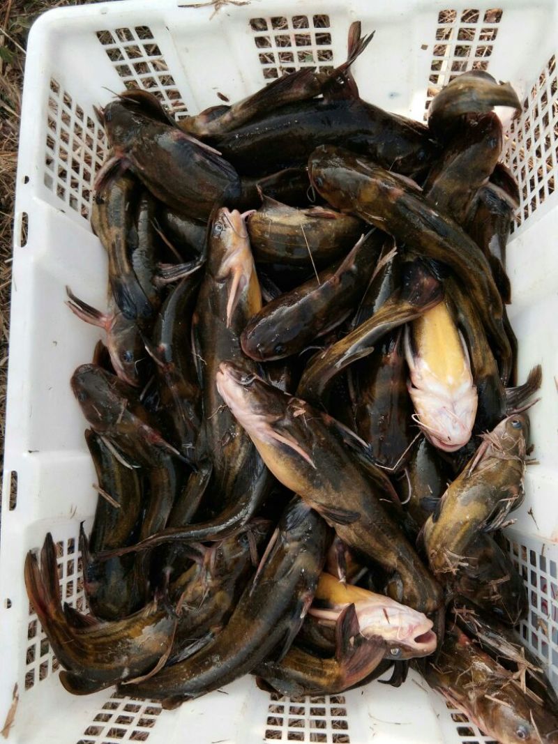 鲫鱼食用
