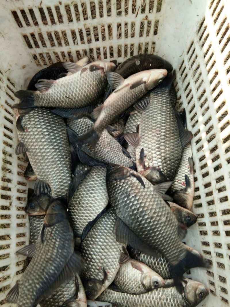 鲫鱼食用