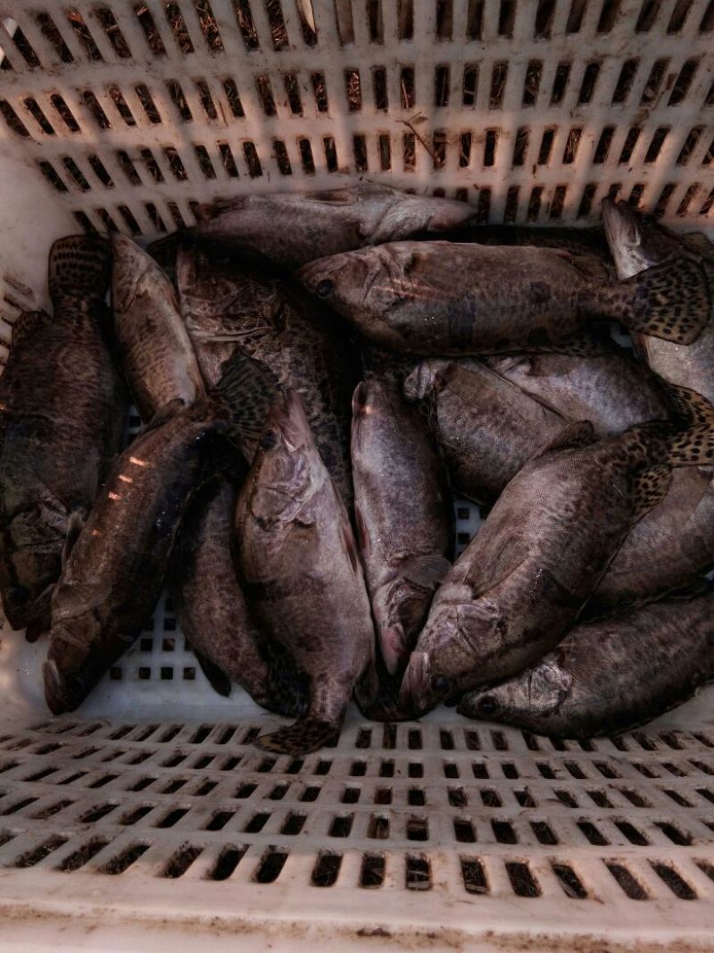 鲫鱼食用