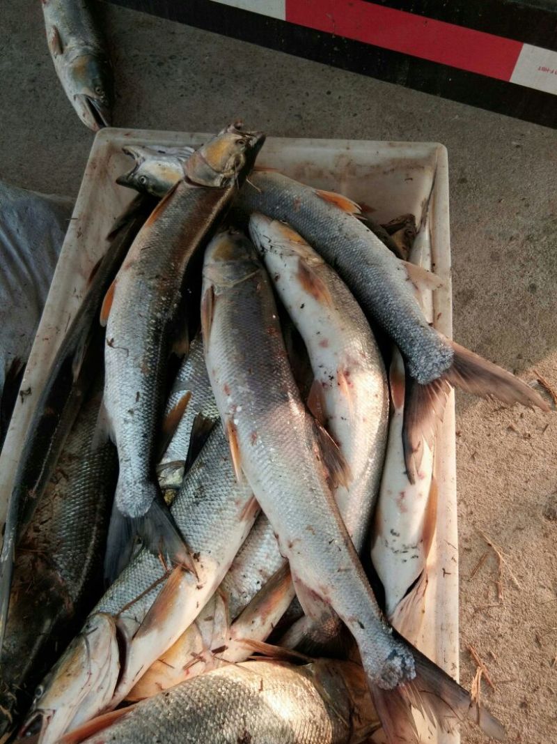 鲫鱼食用