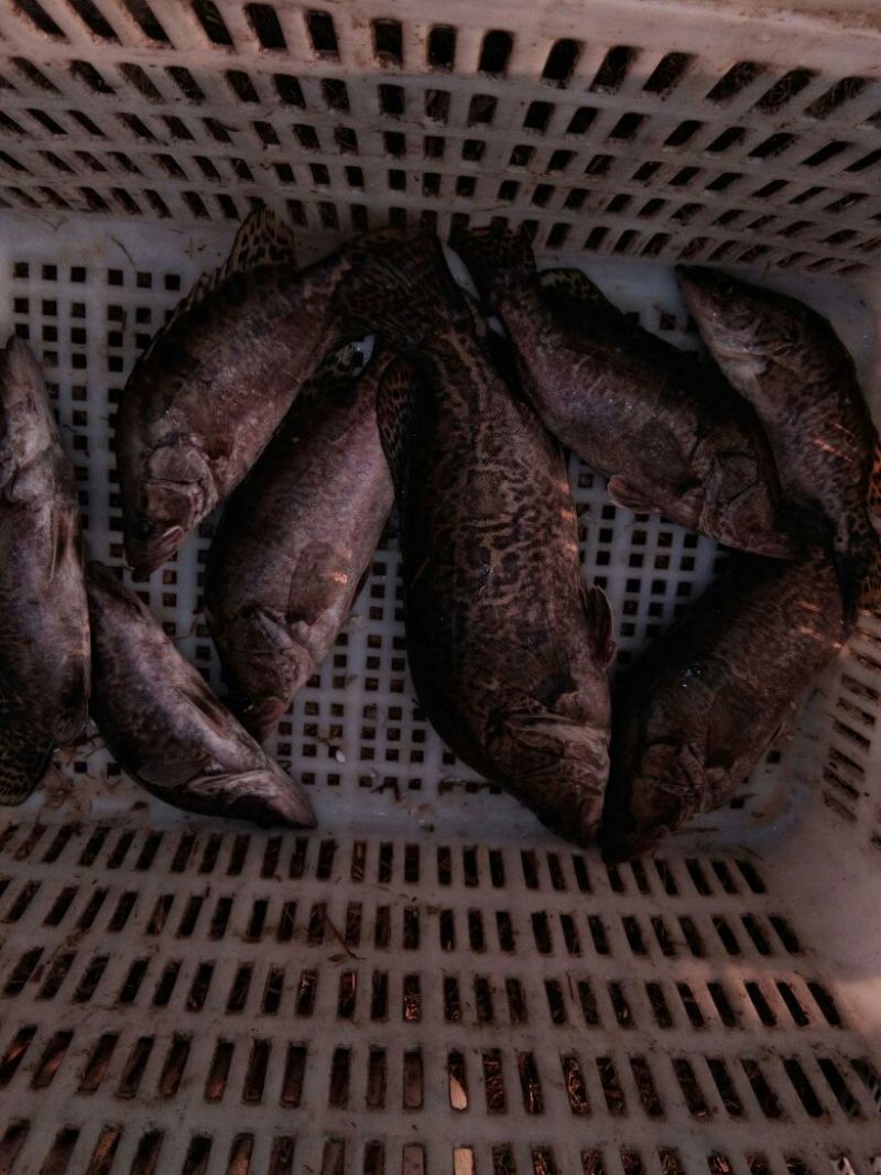 鲫鱼食用