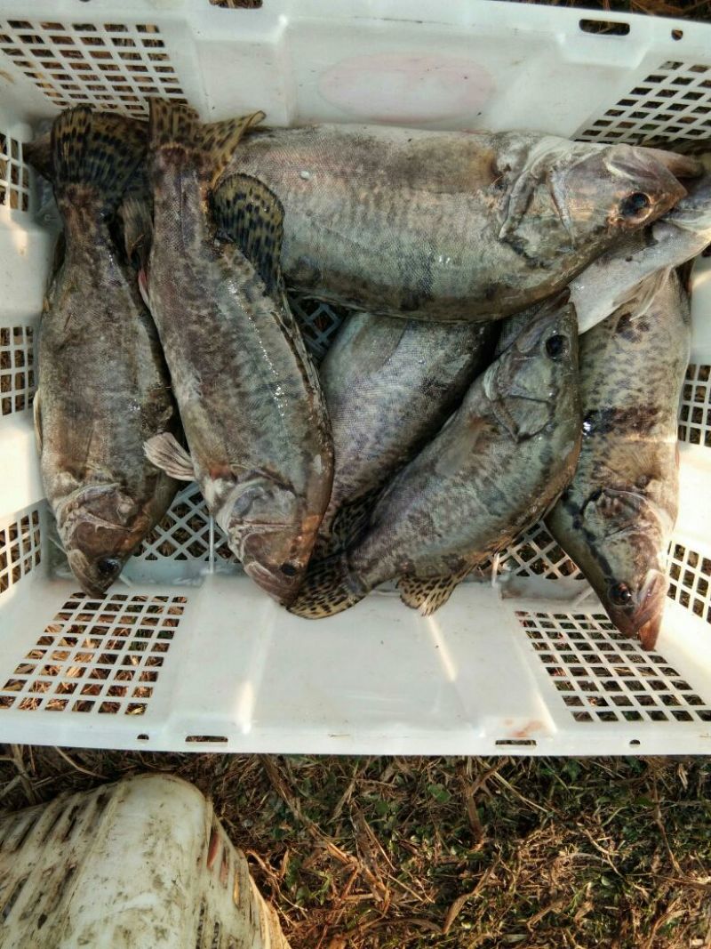 鲫鱼食用
