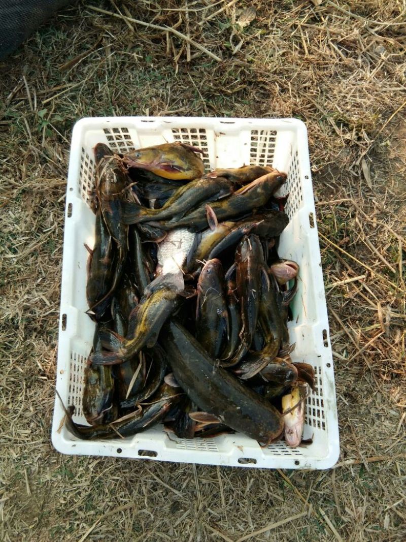 鲫鱼食用
