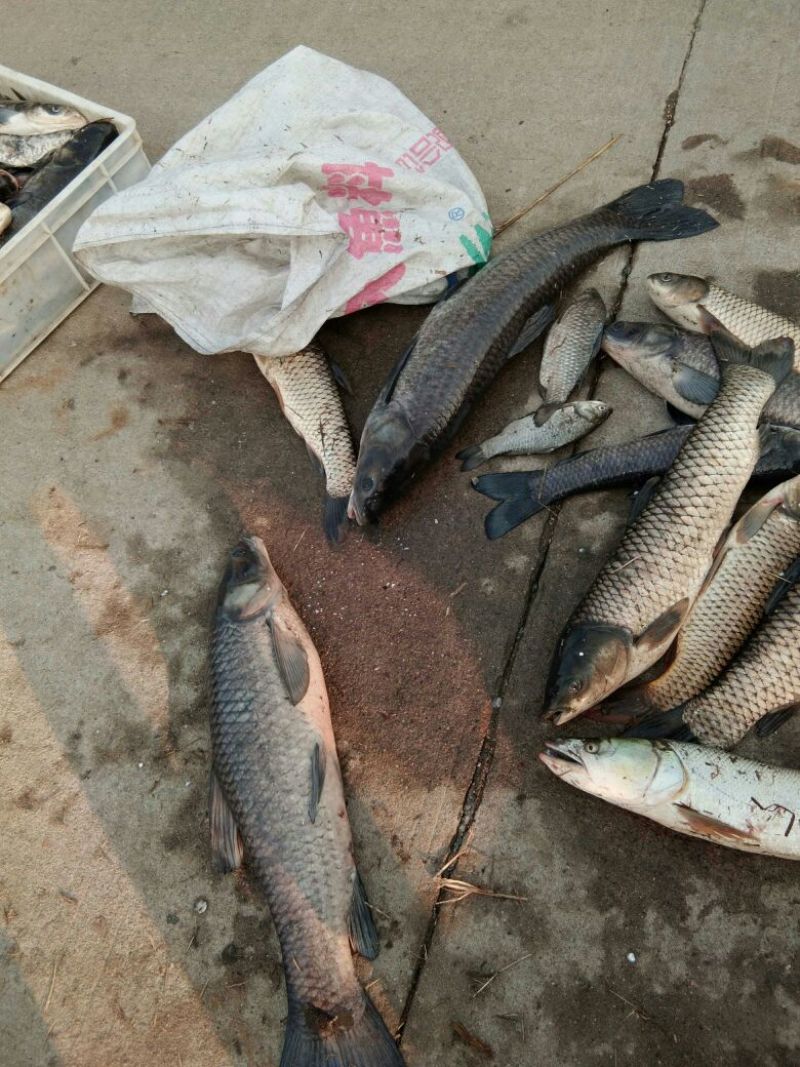 鲫鱼食用