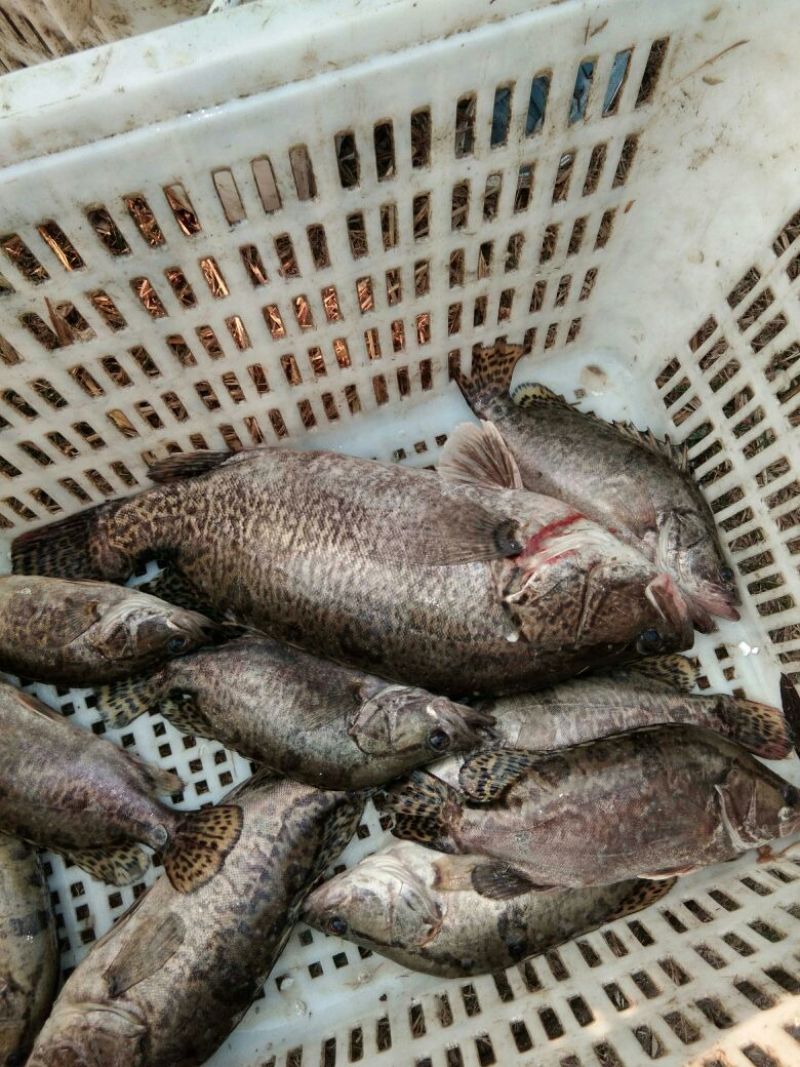 鲫鱼食用