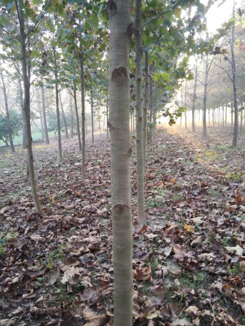 法桐小苗