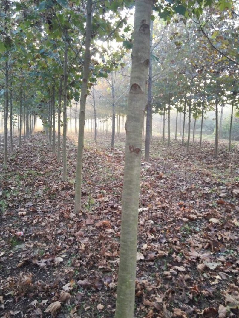 法桐小苗