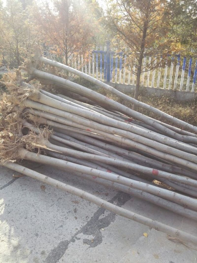 法桐小苗