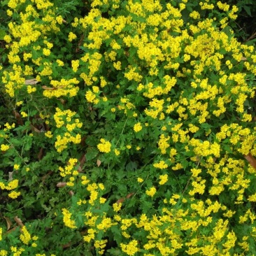 野菊花袋装
