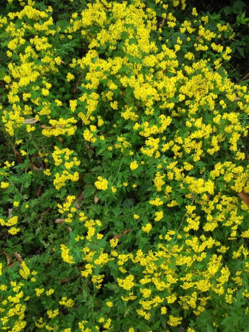 野菊花袋装