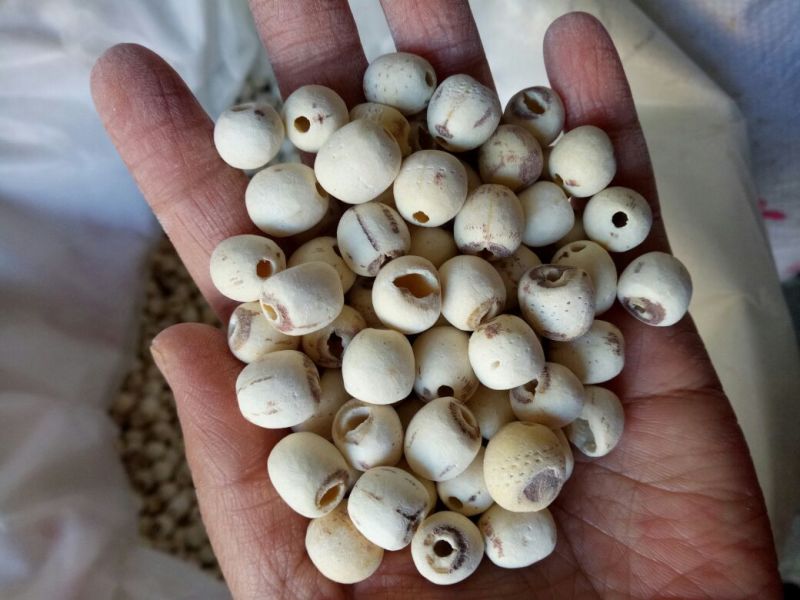 白莲子湖南药食两用干货抽芯率高量大从优