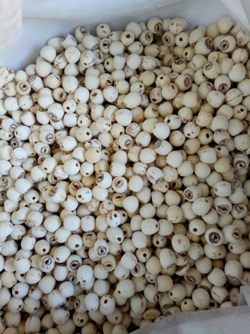 白莲子湖南药食两用干货抽芯率高量大从优