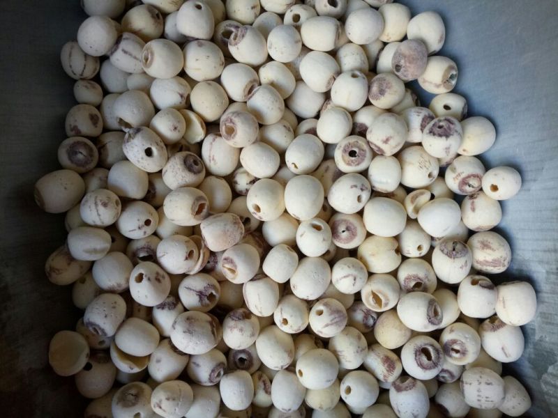 白莲子湖南药食两用干货抽芯率高量大从优