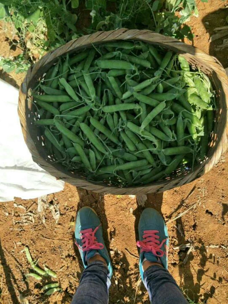 【产地直发】云南新鲜豌豆带壳豌豆荚农家蔬菜青豌豆视频看货