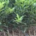 柑桔苗沃柑苗