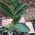 西瓜番石榴苗30~50cm