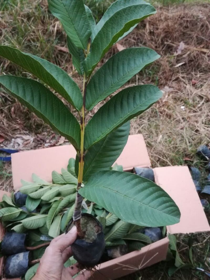 西瓜番石榴苗30~50cm