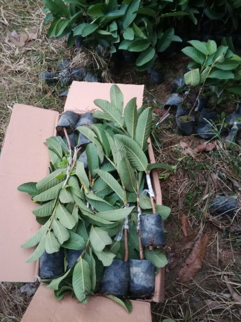 西瓜番石榴苗30~50cm