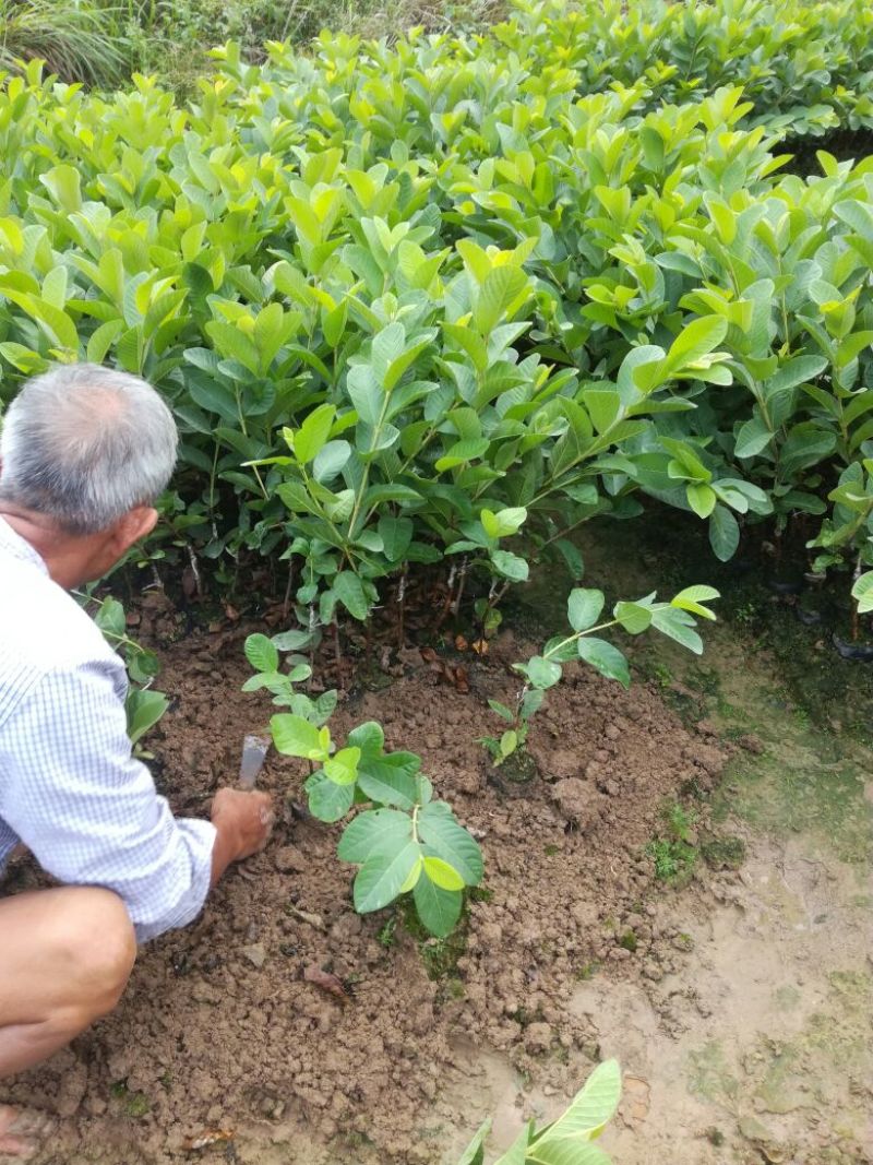 西瓜番石榴苗30~50cm