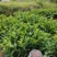 西瓜番石榴苗30~50cm