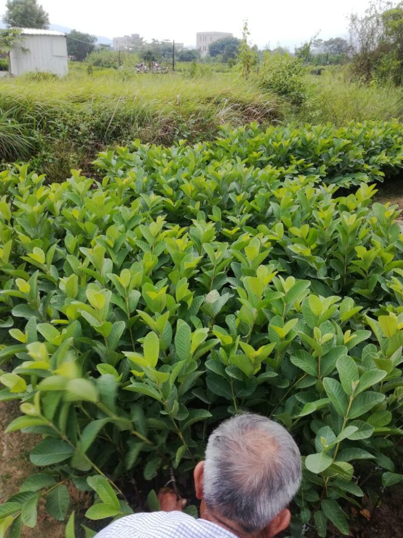 西瓜番石榴苗30~50cm