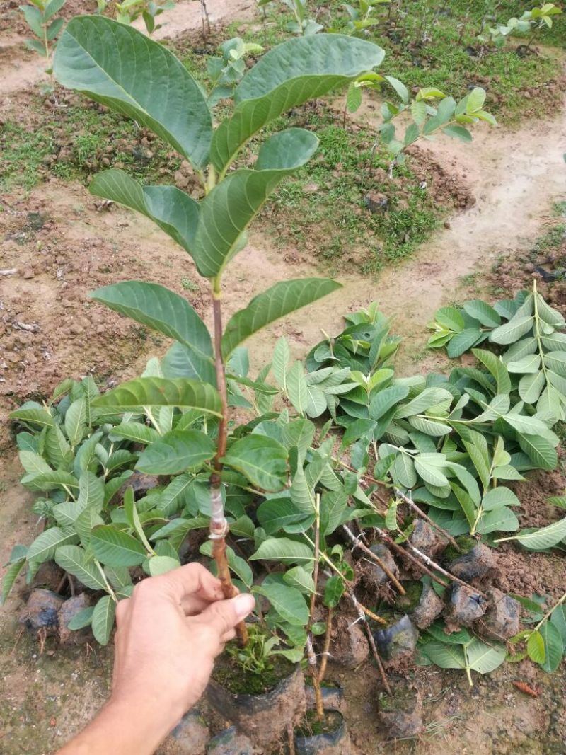 西瓜番石榴苗30~50cm
