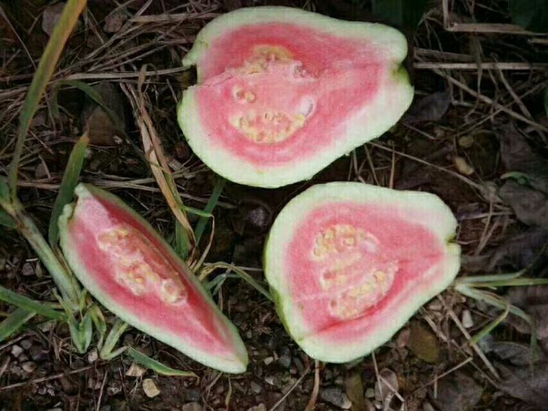 西瓜番石榴苗30~50cm