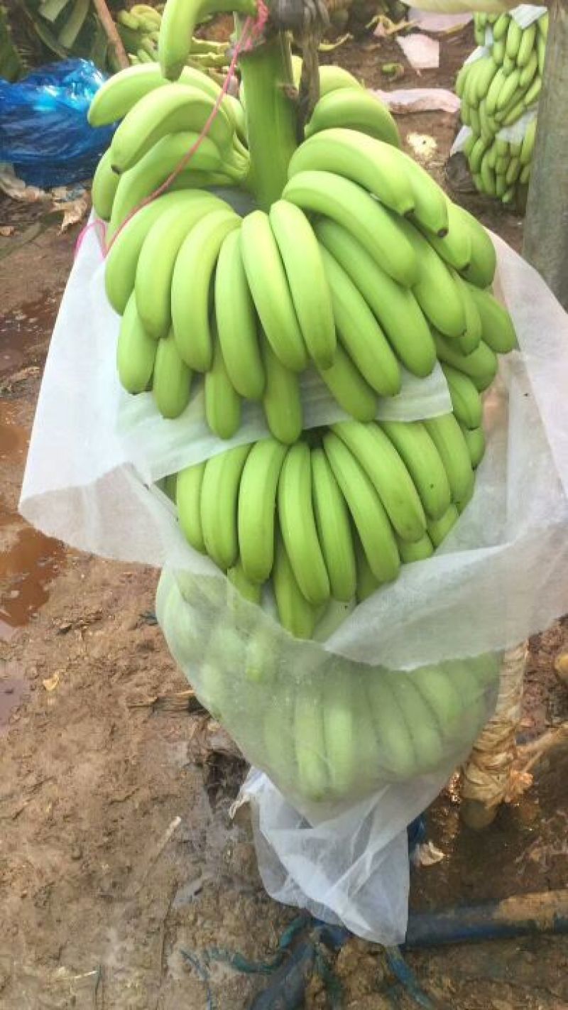 香蕉七成熟装箱条都可以