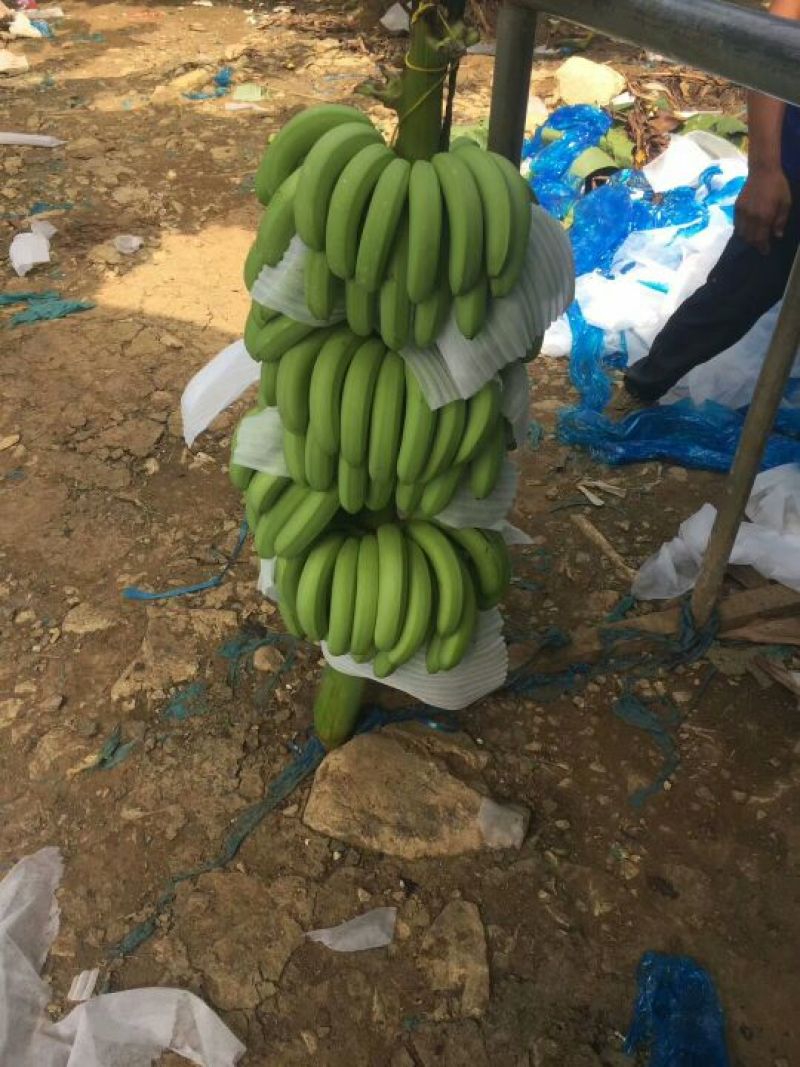香蕉七成熟装箱条都可以