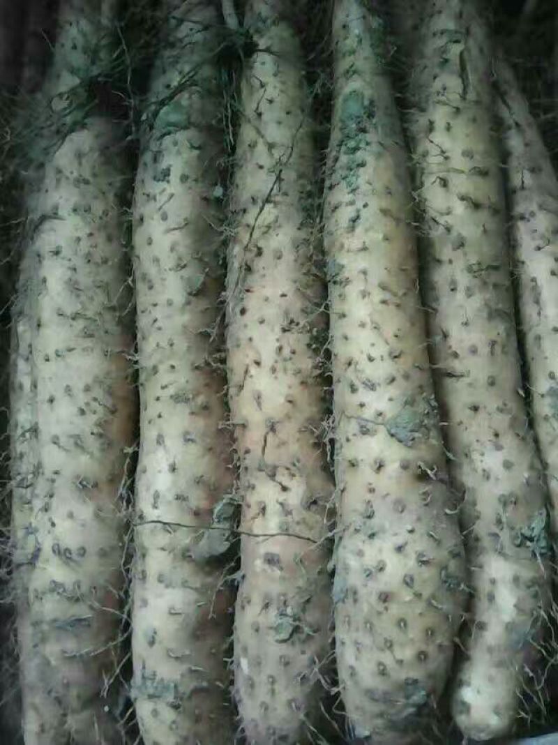 白玉山药3~4厘米一级通货20~30厘米