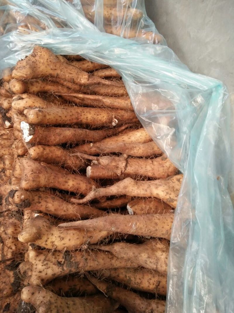 白玉山药3~4厘米一级通货20~30厘米