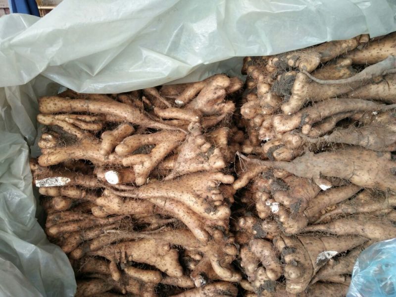 白玉山药3~4厘米一级通货20~30厘米