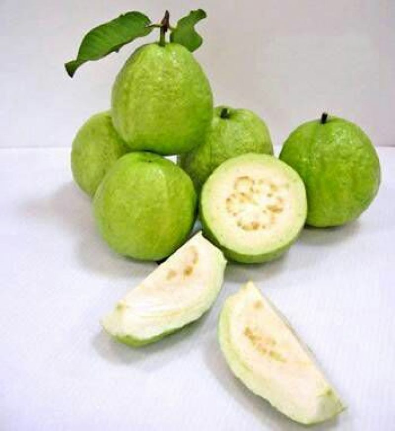 番石榴苗30~50cm