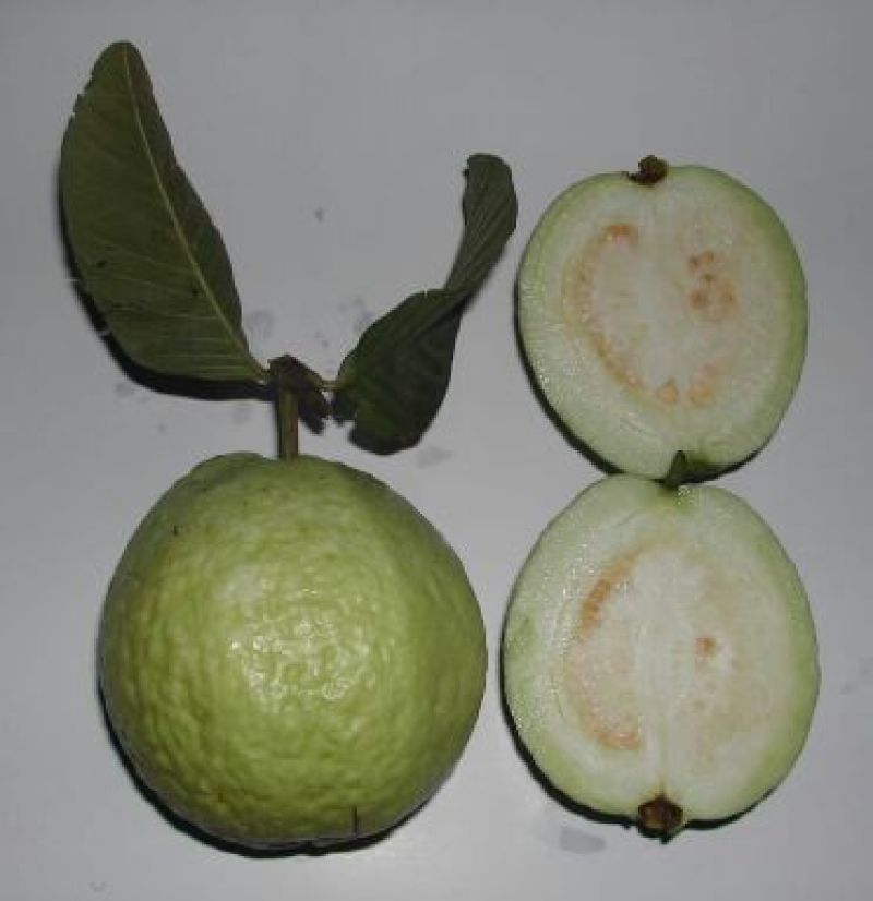 番石榴苗30~50cm