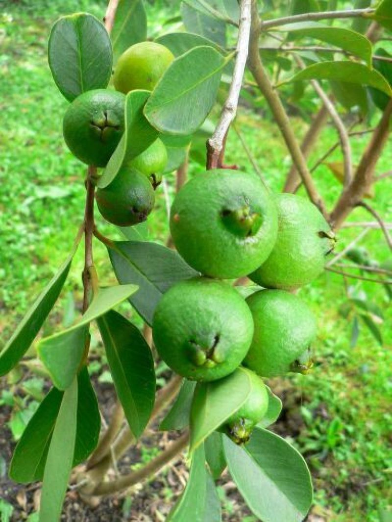 番石榴苗30~50cm