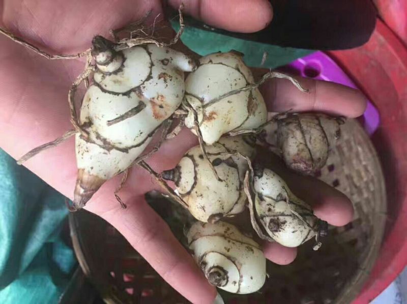 白芨统货