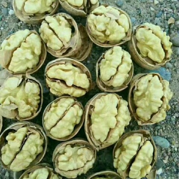 薄皮核桃去皮30mm以上干