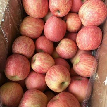 沂蒙山红富士苹果75mm以上纸袋脆甜可口耐储存