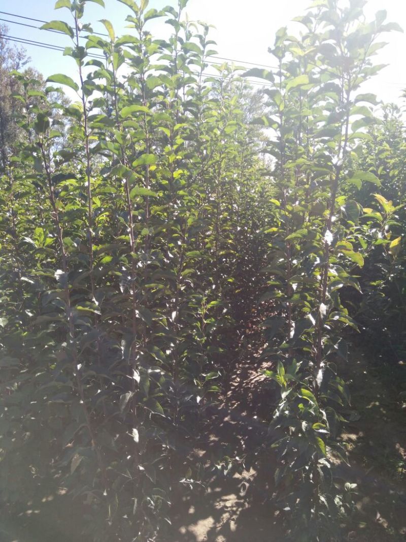 吉林省四平市梨树县挚友苗圃贡李子苗100~150cm