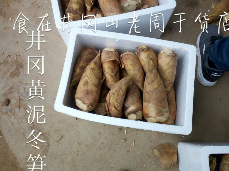 黄泥冬笋井冈山深山黄泥冬笋，